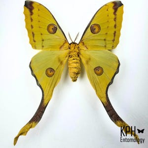 Puede incluir: Una polilla amarilla preservada con alas traseras largas y alargadas con marcas de color marrón oscuro. Cada ala presenta una mancha ocular circular prominente. El cuerpo es difuso y amarillo, con el texto KPH Entomology y un icono de mariposa.