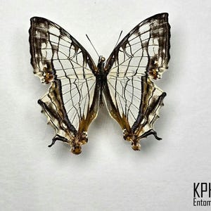 Die Karte Schmetterling. Cyretstis Thyodomas. Für Sammlung, Kunst, Kunsthandwerk, Schmuckherstellung oder Einrahmung. Echter Schmetterling.