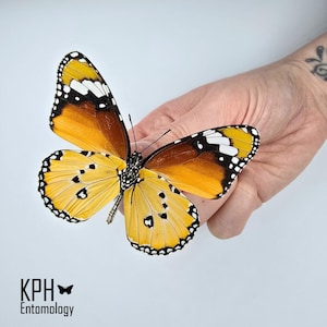 Danaus Chrysippus. Plain Tiger Butterfly. Responsibly Sourced from Madagascar. Ideal for Framing, Jewelry Making, Crafts. Spread Butterfly