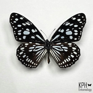 Real Blue Tiger Butterfly: Tirumala Limniace for Jewelry, Crafts, Framing