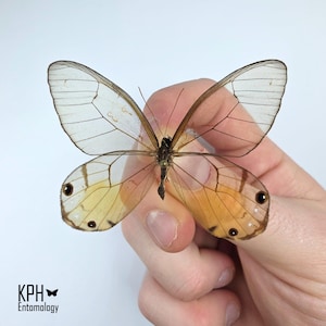 Könnte beinhalten: Ein Schmetterling mit transparenten Flügeln und braunen Adern wird gehalten. Die unteren Flügel haben einen Farbverlauf von Gelb und Orange. Der Körper des Schmetterlings ist braun. Das Bild enthält den Text "KPH Entomology".