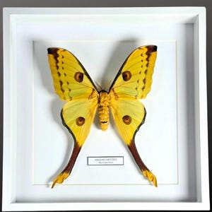 Kometmalen. Argema Mittrei. Inramad entomologi. Taxidermikonst. Heminredning. Utställning av riktiga insekter. Madagaskar. Hona. Konst.