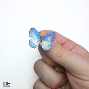 Peut inclure: Un papillon délicat aux ailes bleu clair et blanches est tenu entre les doigts sur un fond blanc. Les ailes du papillon présentent un dégradé de nuances de bleu, avec des accents blancs. Le corps de l'insecte est sombre et ses antennes sont visibles.
