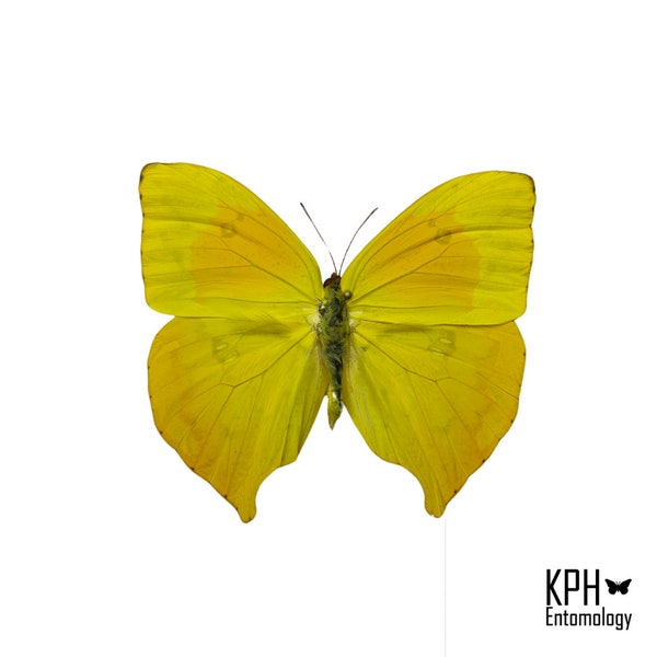 Teardrop Sulphur Butterfly. Phoebis Rurina. Handset. Wings Spread. Art material. Entomology Collection. Jewelry Making. Taxidermy.