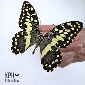 Papilio Demodocus Spread Butterfly. Citrus Swallowtail. Responsibly Sourced From Madagascar. Ideal for Framing, Crafts. Collectible
