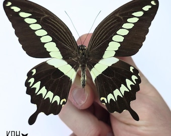 Papilio blumei。アゲハチョウ。本物の蝶。額縁なし、羽は折り畳まれ