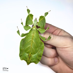 以下が含まれることがあります： 白い背景に、葉のような緑色の葉虫が手で持たれています。 昆虫の体は鮮やかな緑色で、葉のような縁と葉脈があります。 この昆虫は、歩く葉としても知られるPhylliidaeです。