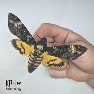 Dödsfall Huvudhökmal. Acherontia Atropos. Entomologiexemplar. Vingar utbredda. Vetenskap. Konst. Fotografi.