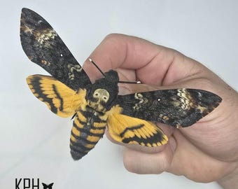 珍しいスズメガの額入り標本 - Deilephila askoldensis - メス - Etsy 日本