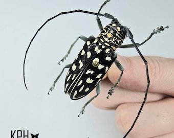 Stellognatha Maculata カミキリムシ - マダガスカルの昆虫標本 - Etsy