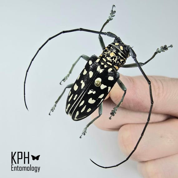 Stellognatha Maculata カミキリムシ - マダガスカルの昆虫標本 - Etsy