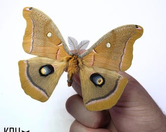 ポリフェムスガ（Antheraea polyphemus）。ポリフェムスガの羽を広げた姿。本物の昆虫。昆虫学。アート。額装。写真。