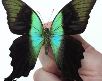 Papilio blumei。アゲハチョウ。本物の蝶。額縁なし、羽は折り畳まれ