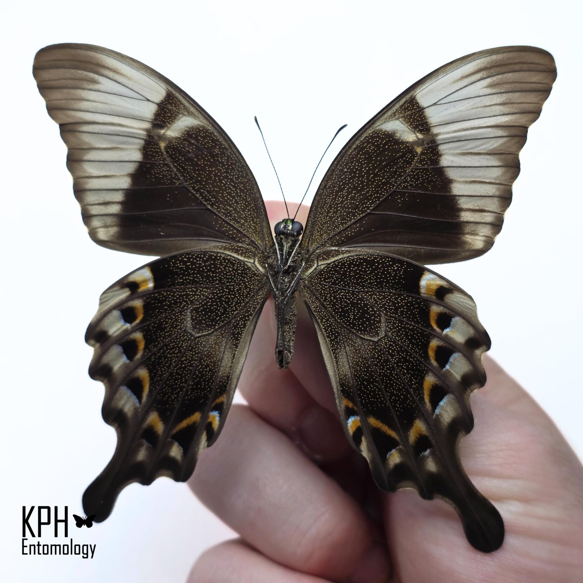 ミドリクジャクチョウ（学名：Papilio Peranthus Adamantius