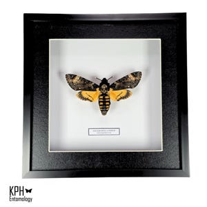 Falena Testa di Morto. Archerontia Atropos. Falena Teschio Gotico. Entomologia con cornice. Arte tassidermica. Decorazione per la casa. Esposizione di insetti veri.