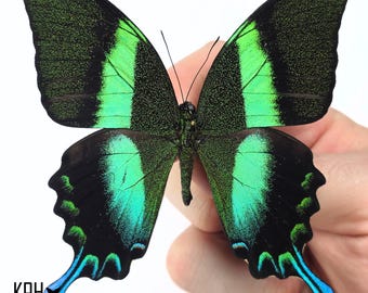 アゲハ蝶　ブルメイアゲハ　標本 Papilio blumei。アゲハチョウ。本物の蝶。額縁なし、羽は折り畳まれ