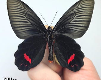 Dixon's Batwing Butterfly. Atrophaneura Dixoni. Set Butterfly. Wings Spread. Art Material. Collectible. Home Decor