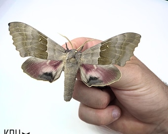 Pachysphinx Modesta. Modest Sphinx Moth. Wings Spread. Real Insect. Entomology. Art. Framing. Photography.