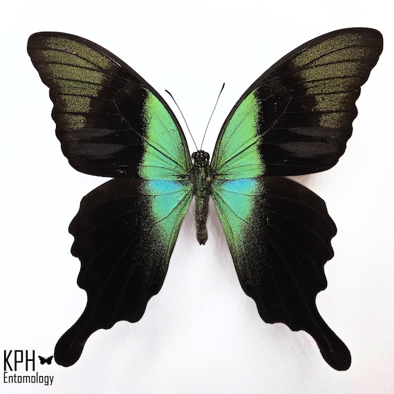 ミドリクジャクチョウ（学名：Papilio Peranthus Adamantius