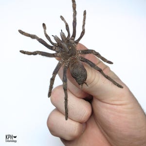 Puede incluir: Un espécimen de tarántula marrón preservado con ocho patas largas y peludas y un cuerpo segmentado. El arácnido presenta un alfiler de metal pequeño y delgado insertado en el centro de su caparazón. El espécimen se muestra sobre un fondo blanco.
