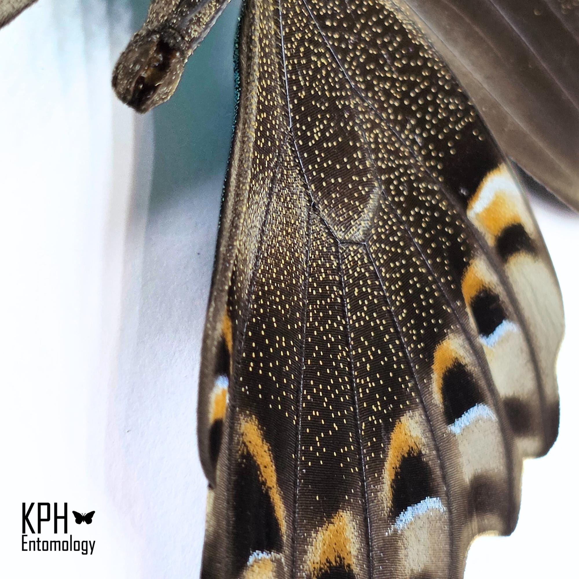 フタオ蝶　　珍品 ミドリクジャクチョウ（学名：Papilio Peranthus Adamantius