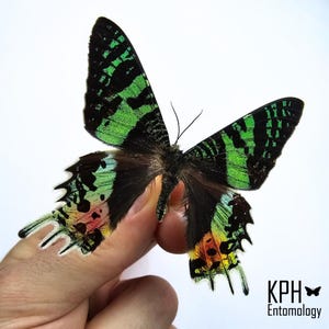 Madagascan Sunset Moth. For Collection, Arts, Crafts, Jewellery Making or Framing. Chrysiridia Rhipheus. Vibrant Green. Day Flying Moth