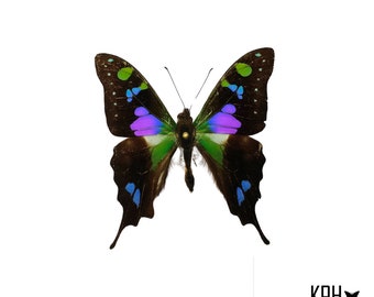 The Purple Spotted Swallowtail. Graphium Weiskie Butterfly. Handset. Wings Spread. Art material. Entomology Collection. Jewelry Making. Taxi