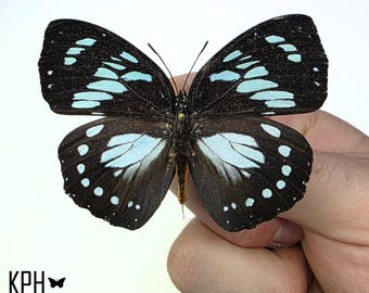 Euxanthe Wakefieldi. Macho. Mariposa real. Alas extendidas. Insecto real. Entomología. Arte. Enmarcado. Fotografía.