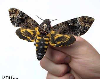 Acherontia Lachesis. Greater Deaths Head Hawk Moth.  Wings Spread. Real Insect. Entomology. Art. Framing. Photography.