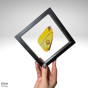 May include: A framed butterfly wing, displaying a bright yellow and green pattern with a brown eye-like marking. The wing is encased in a black, square frame, creating a floating effect against a white background. The frame is held by a hand.
