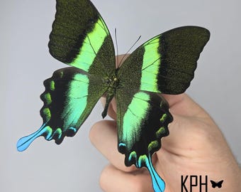 アゲハチョウの標本：アゲハチョウ、A1グレード - Etsy 日本