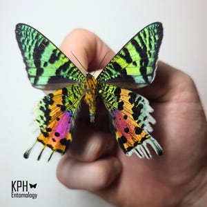 Madagascan Sunset Moth. For Collection, Arts, Crafts, Jewellery Making or Framing. Chrysiridia Rhipheus.