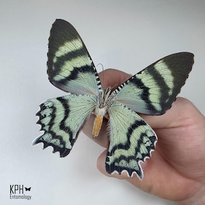 Zodiac Sunset Moth. Alcides Orontes. Wings Spread. Indonesia. Real Moth. Art Material.