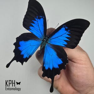 Blue Mountain Swallowtail Butterfly: Papilio Ulysses, Entomology Art