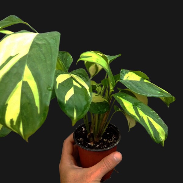 Ctenanthe pilosa variegata, golden mosaic plant