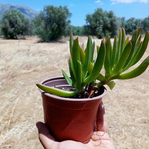 Carpobrotus edulis – śródziemnomorska roślina sukulentowa, odporna na suszę