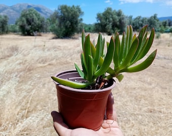 Carpobrotus edulis – śródziemnomorska roślina sukulentowa, odporna na suszę