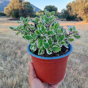Plectranthus coleoides variegata - Zweedse klimopplant in pot van 2 l - Aromatische medicinale plant - Zeldzaam mediterraan kruid