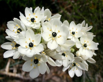 Bulbi di Ornithogalum arabicum, pianta di fiori mediterranei rari, fiore della stella di Betlemme