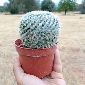 Mammillaria hahniana – Old Lady Live Cactus 15cm - Rare Fuzzy Cactus with Purple Blooms
