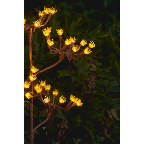 Wild Fennel Branch Light