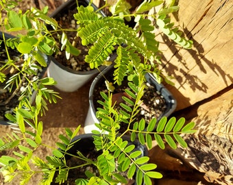 Royal Poinciana Seedling - Delonix regia - Live plant