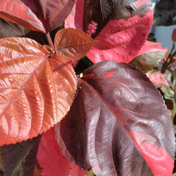 Copper Leaf - Jacob's Coat - Acalypha wilkesiana - 2 fresh cuttings or 1 rooted