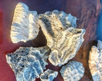 Collection of Coral Pieces 3-5" across - No Less Than 10 Medium Size Coral Fossils - Variety Nautical Home Decor