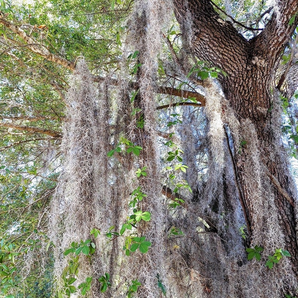 Spanish Moss - Tillandsia usneoides - Live Plant - 1 gallon bag - OVERSTUFFED