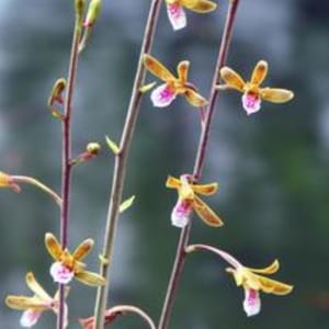 Chinese Ground Orchid - Eulophia graminea - Terrestrial Orchid - 2 bulbs