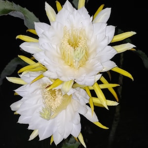 Drachenfrucht Kaktus - Hylocereus - Pitaya