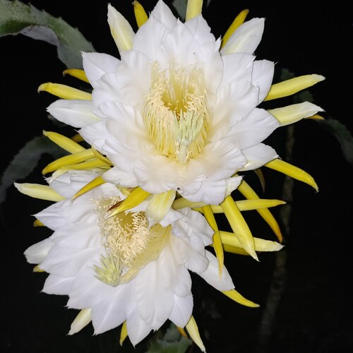 Dragon Fruit Cactus - Hylocereus - Pitaya