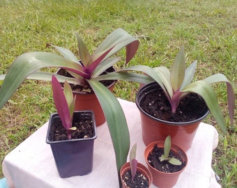 4" Oyster Plant - Tradescantia Spathacea - LIVE PLANT