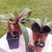 see more listings in the Garden and Houseplants section